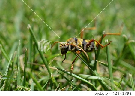 昆虫イメージ素材、ヨツスジトラカミキリの成虫 昆虫イメージ素材、ヨツスジトラカミキリの成虫 42341792