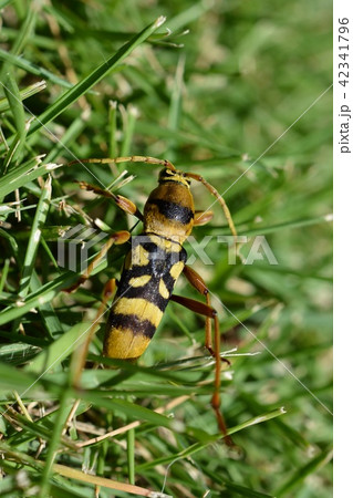 昆虫イメージ素材、ヨツスジトラカミキリの成虫 42341796