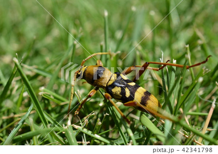 昆虫イメージ素材、ヨツスジトラカミキリの成虫 昆虫イメージ素材、ヨツスジトラカミキリの成虫 42341798
