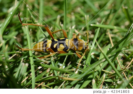 昆虫イメージ素材、ヨツスジトラカミキリの成虫 昆虫イメージ素材、ヨツスジトラカミキリの成虫 42341803