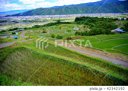 姨捨の棚田 姨捨の棚田 42342192