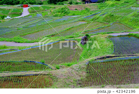 姨捨の棚田 42342196