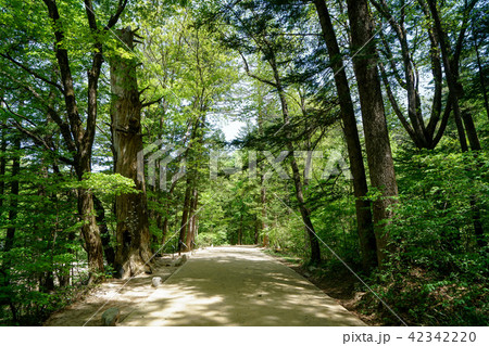 モミ 森 鬼 42342220