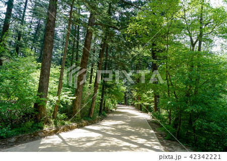 モミ 森 鬼 42342221