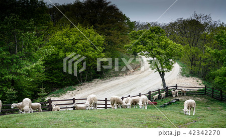 森 江原道 冬季 42342270