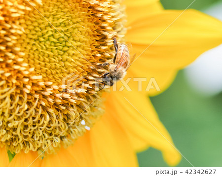 向日葵と蜜蜂と 向日葵と蜜蜂と 42342627