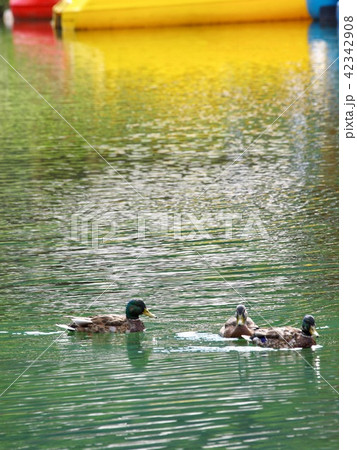 Le Pontet/Les Contamines-Montjoie,France 42342908
