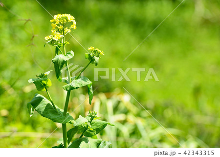 街風景 菜の花 街風景 菜の花 42343315