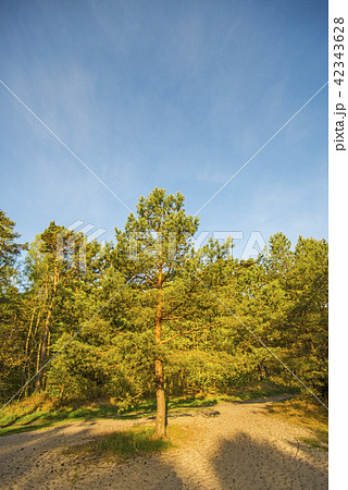 Scots pine with blue sky Scots pine with blue sky 42343628