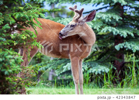 Whitetail Deer in Banff National Park Canada Whitetail Deer in Banff National Park Canada 42343847