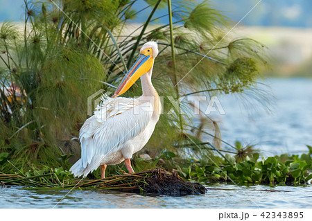 Great white pelican Great white pelican 42343895