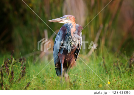 Heron in a grass on river coast 42343896