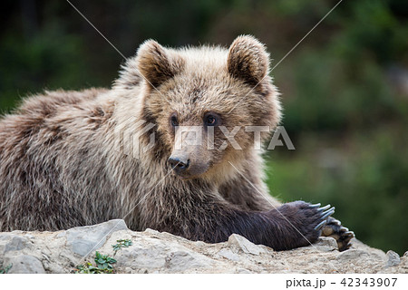 Brown bear cub in a spring forest 42343907