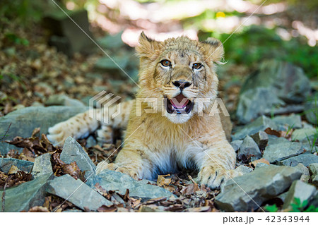 Young lion cub in the wild 42343944