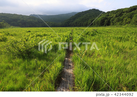 木道と草原・夏の湿原ー宮床湿原 福島県南会津町 木道と草原・夏の湿原ー宮床湿原 福島県南会津町 42344092