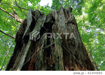 切られた大木ー宮床湿原　福島県南会津町 42344093