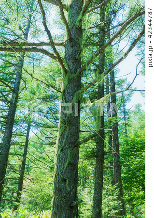 サルオガセ 42344787