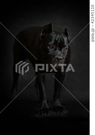 Purebred Corso dog  standing on a black background 42345110