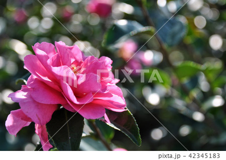 つばき カメリア ツバキ属 42345183