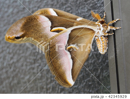 シンジュサン（ヤママユガ科） 42345929