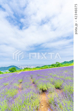 夏の北海道 幌見峠ラベンダー園 42346075