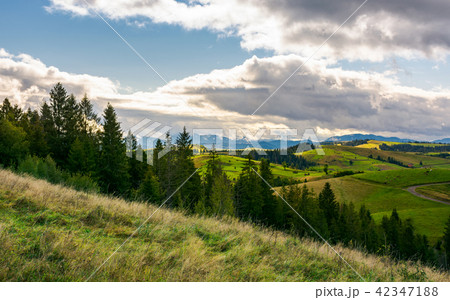 spruce forest on the grassy hillside in mountains spruce forest on the grassy hillside in mountains 42347188