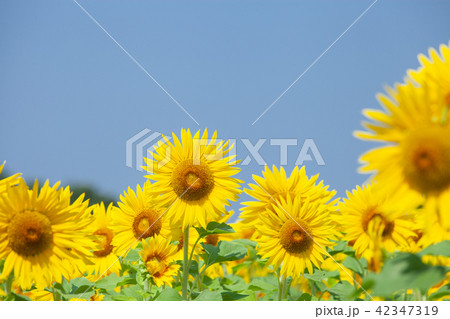 満開のひまわり畑 42347319