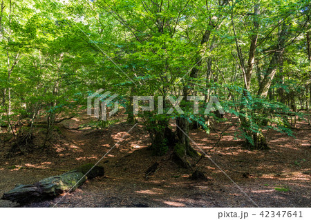 （山梨県）青木ヶ原樹海　大室山のブナ林 42347641