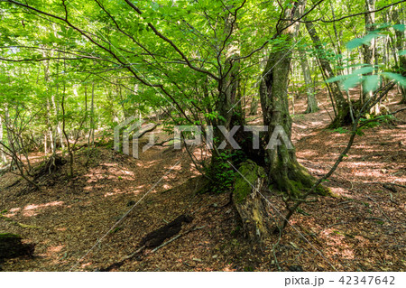 （山梨県）青木ヶ原樹海　大室山のブナ林 42347642
