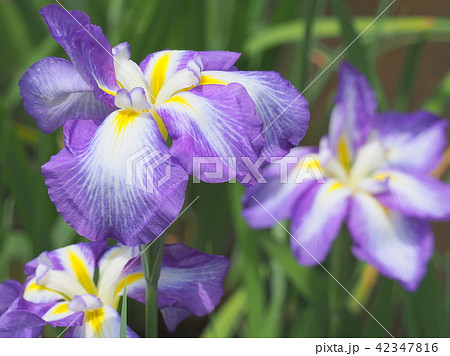 花菖蒲 42347816