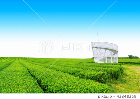 Tea farm Tea farm 42348259
