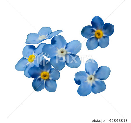 Blue forget me not spring flowers. Decorative elements vector set. Blue forget me not spring flowers. Decorative elements vector set. 42348313