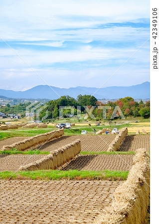 秋の農村風景 42349106