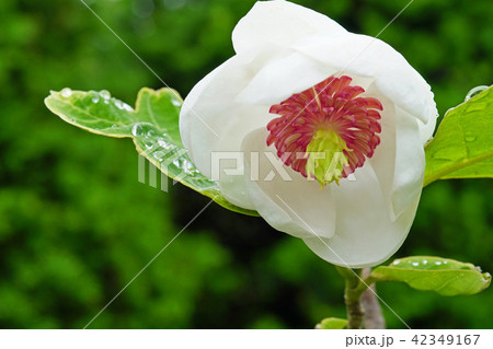 森の貴婦人とも呼ばれる美しいオオヤマレンゲ 42349167