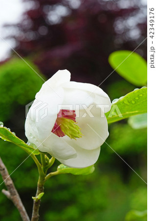森の貴婦人とも呼ばれる美しいオオヤマレンゲ 42349176