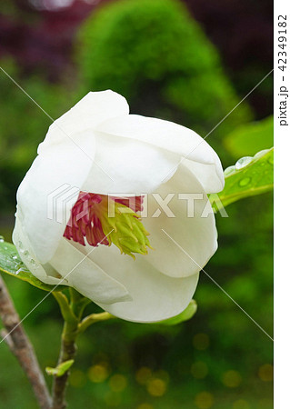 森の貴婦人とも呼ばれる美しいオオヤマレンゲ 42349182