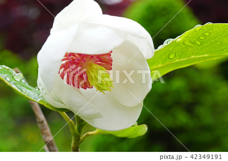 森の貴婦人とも呼ばれる美しいオオヤマレンゲ 森の貴婦人とも呼ばれる美しいオオヤマレンゲ 42349191