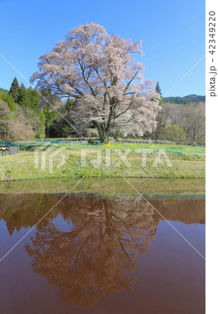 千鳥別尺のヤマザクラ 千鳥別尺のヤマザクラ 42349220