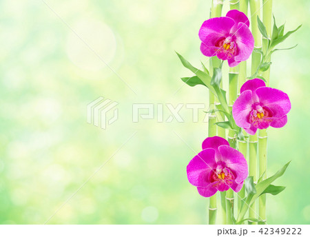 Lucky Bamboo and three orchid flowers on white Lucky Bamboo and three orchid flowers on white 42349222