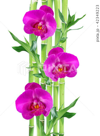 Lucky Bamboo and three orchid flowers on white Lucky Bamboo and three orchid flowers on white 42349223
