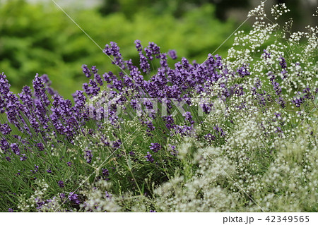 ラベンダーとかすみ草 ラベンダーとかすみ草 42349565
