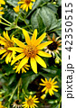 Yellow flowers background 42350515