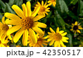 Yellow flowers background 42350517