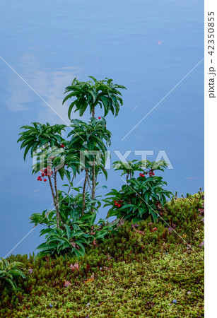 Trees with the pond at botanic garden Trees with the pond at botanic garden 42350855