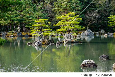 Trees with the pond at botanic garden Trees with the pond at botanic garden 42350856