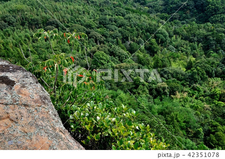 天草　千巌山展望所からの眺望 42351078