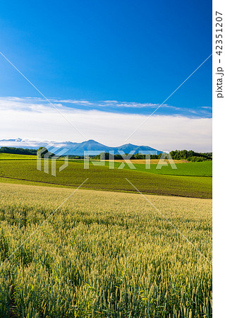 《北海道》美瑛・田園風景パッチワークの路 《北海道》美瑛・田園風景パッチワークの路 42351207