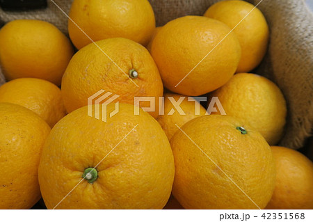 はっさく はっさく 42351568