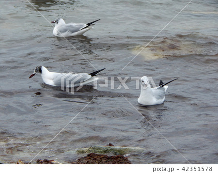 Seagulls on a sandy beach. 42351578