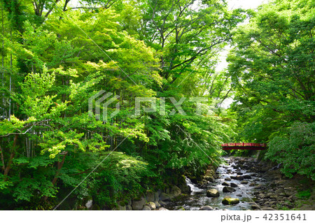 初夏　伊豆　修善寺 42351641